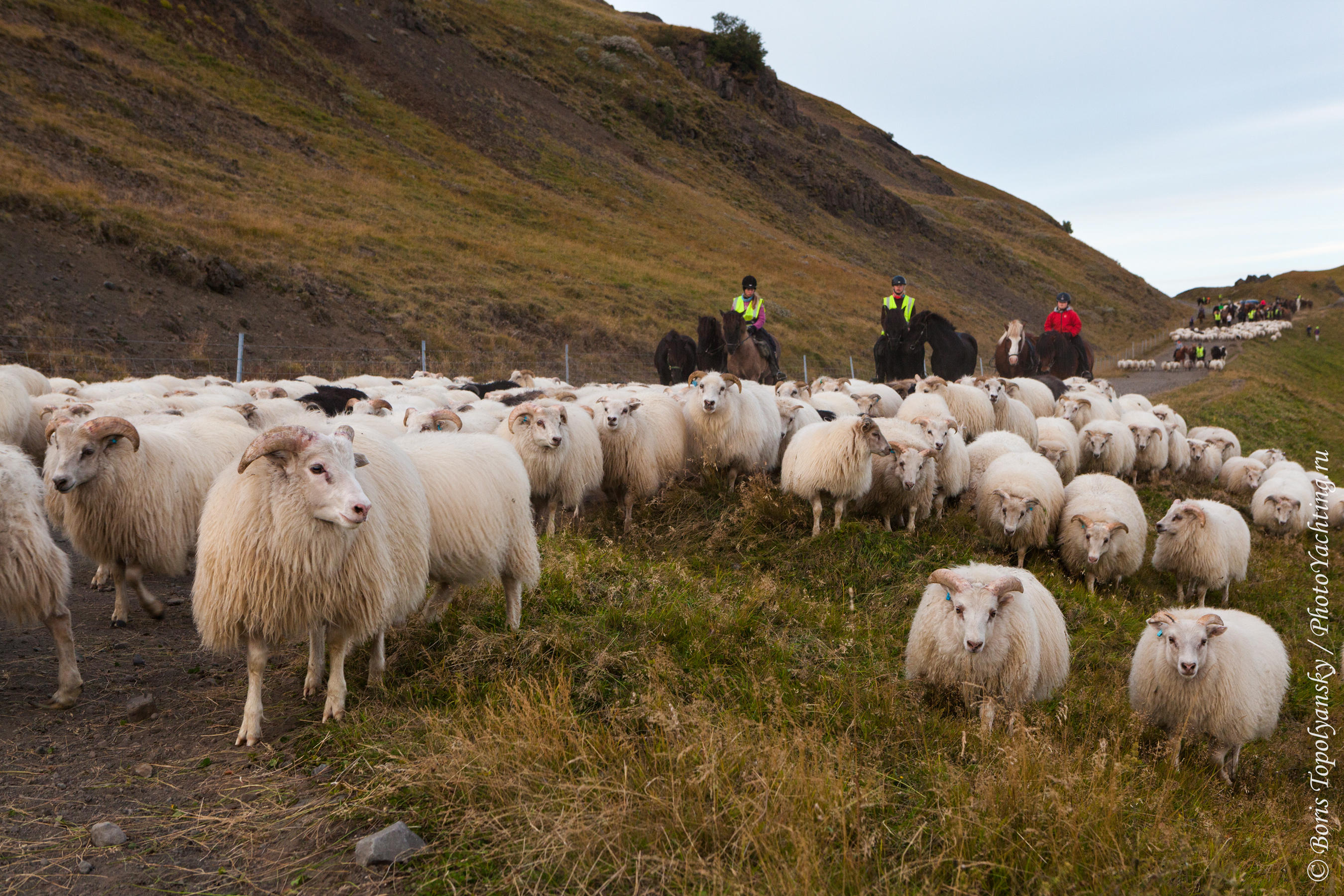овцы, Исландия