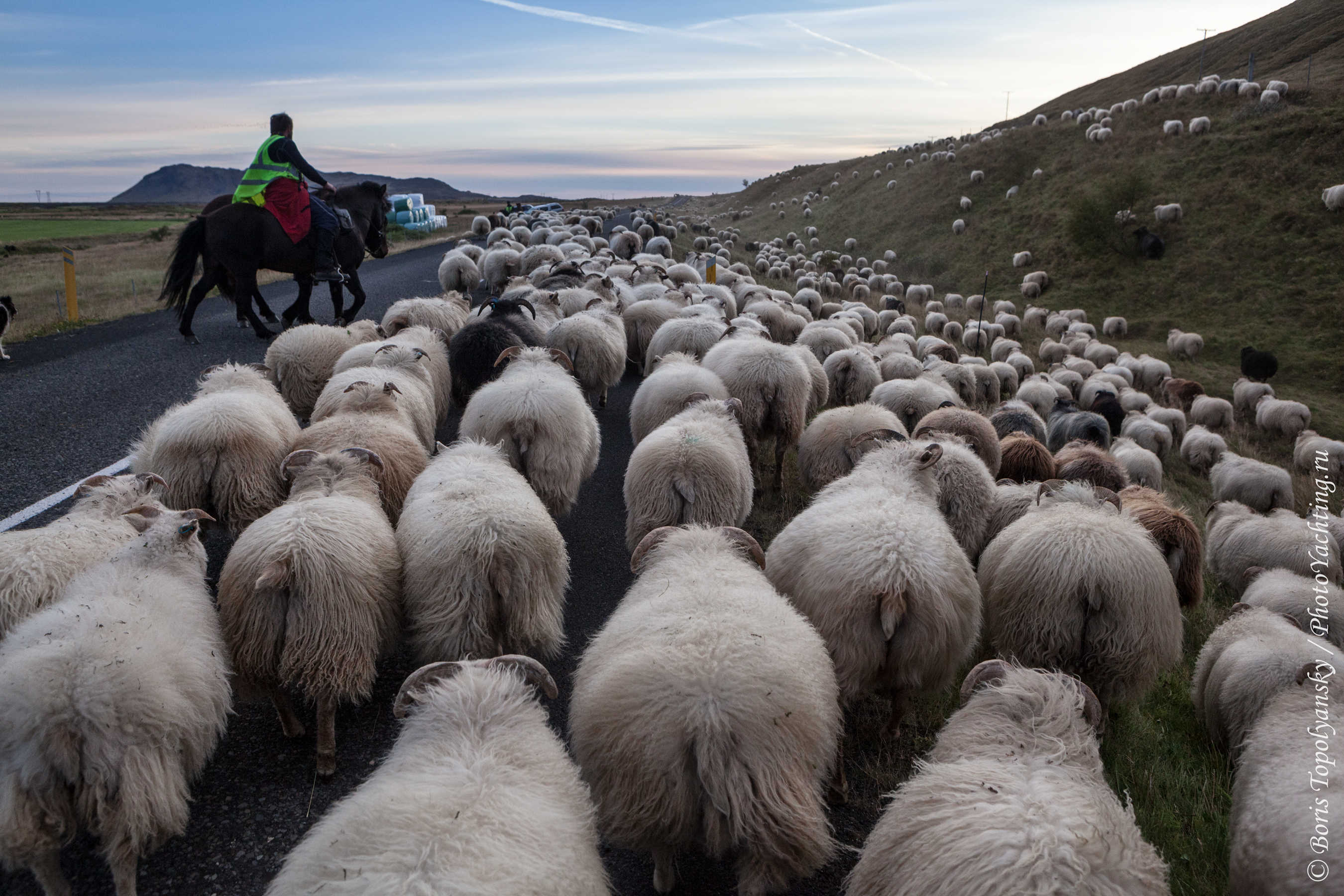 овцы, Исландия